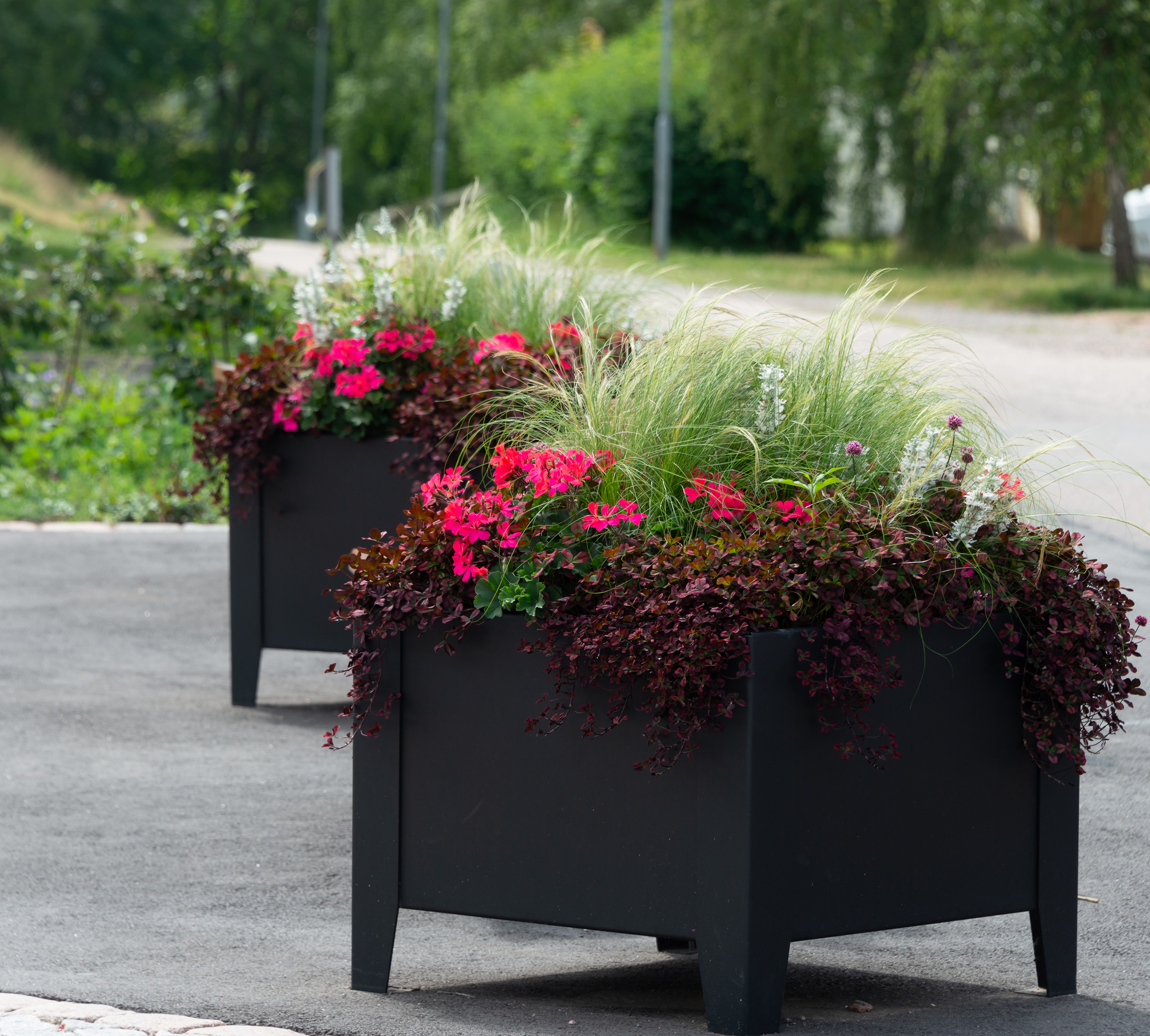 Planter Flox, élevé